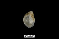 藏品(鳳凰蛤)的圖片